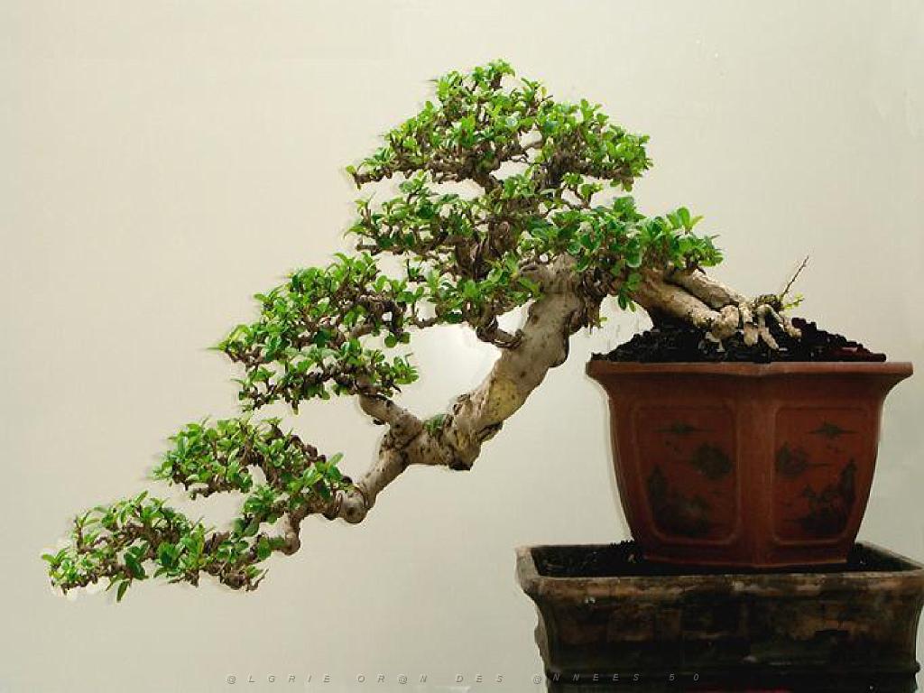 149 BONZAI A MAULEVRIER 2016_000031.jpg
